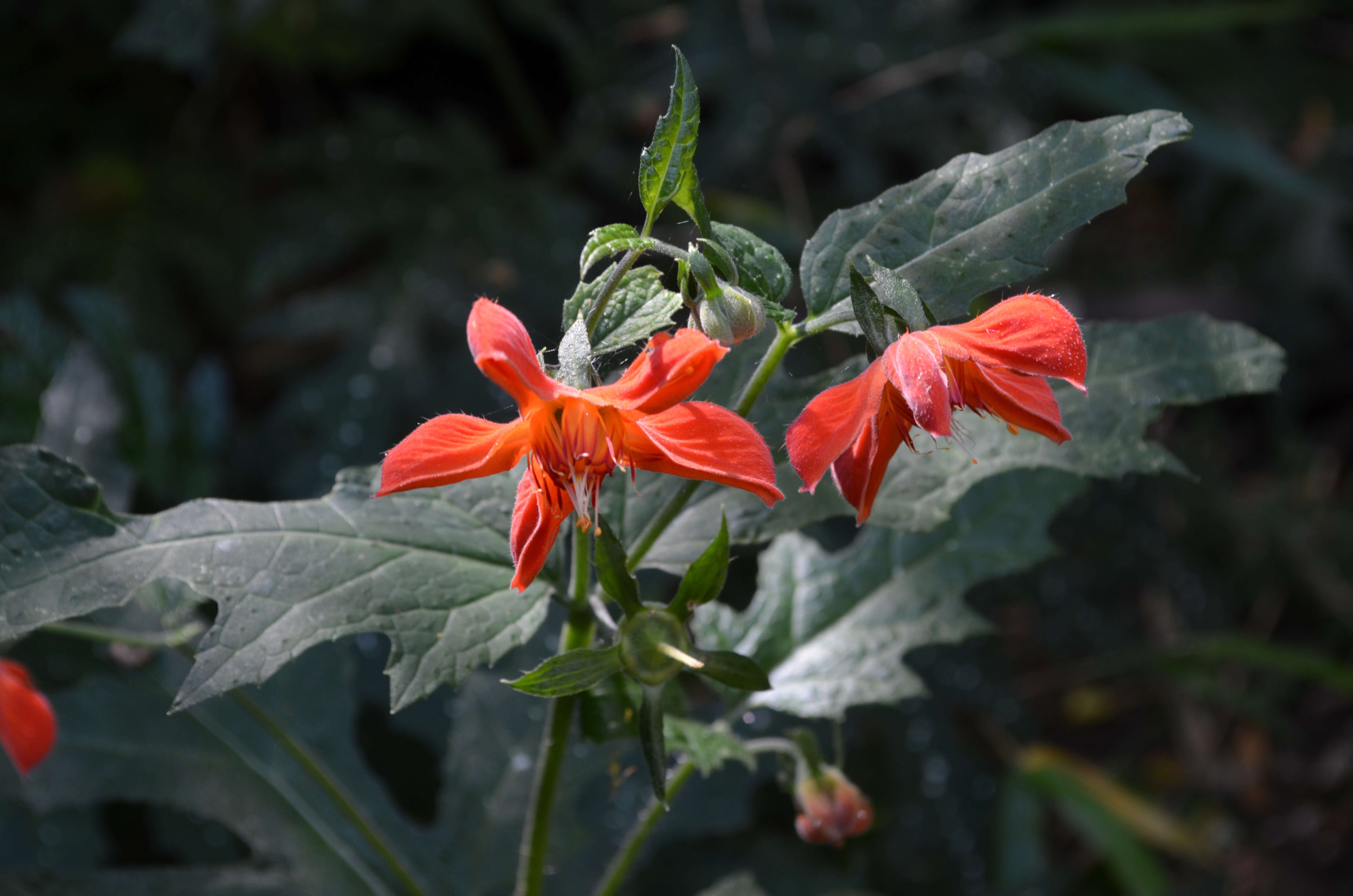 https://arauco.com/chile/wp-content/uploads/sites/14/2017/07/50_Loasa_acanthifolia_ORTIGA_CABALLUNA_Diego_Alarcon_DSC_060-3-1.jpg