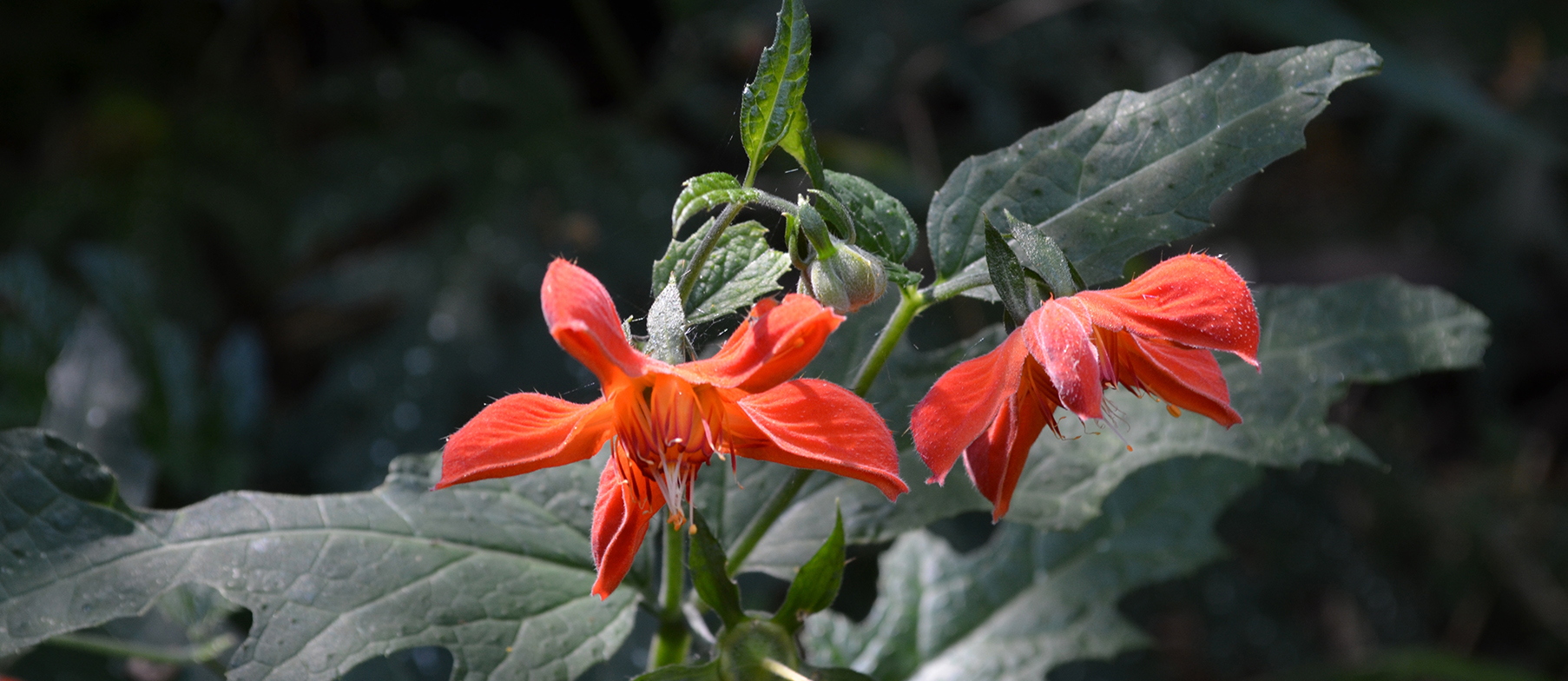 https://arauco.com/chile/wp-content/uploads/sites/14/2017/07/50_Loasa_acanthifolia_ORTIGA_CABALLUNA_Diego_Alarcon_DSC_060.jpg