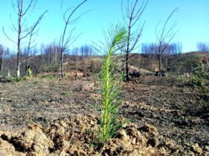 https://arauco.com/chile/wp-content/uploads/sites/14/2017/08/Partió-reforestación-de-predios-y-monitoreo-para-la-restauración-de-bosque-nativo-en-zonas-afectadas-por-incendio2-300x225.jpg