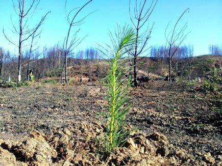 https://arauco.com/chile/wp-content/uploads/sites/14/2017/08/Partió-reforestación-de-predios-y-monitoreo-para-la-restauración-de-bosque-nativo-en-zonas-afectadas-por-incendio2.jpg