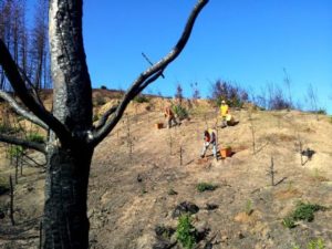 https://arauco.com/chile/wp-content/uploads/sites/14/2017/08/Partió-reforestación-de-predios-y-monitoreo-para-la-restauración-de-bosque-nativo-en-zonas-afectadas-por-incendio3-300x225.jpg