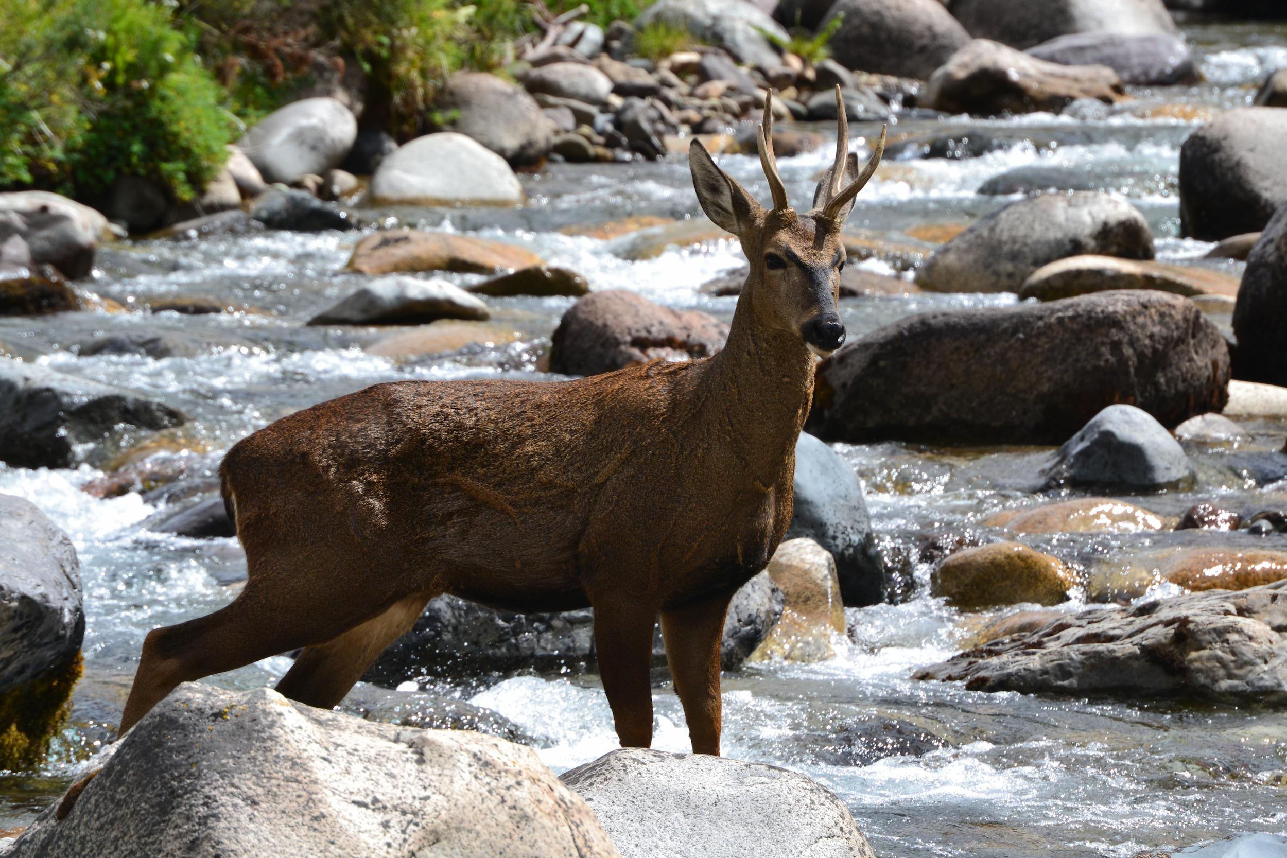 Hippocamelus bisulcus Huemul Simon Sandoval