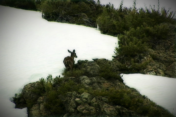 Huemul