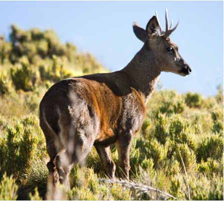 Huemul 2