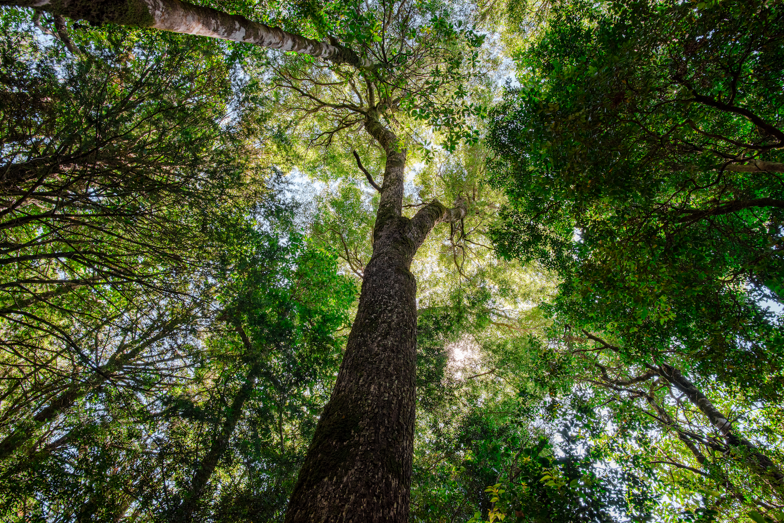 Mes del Medio Ambiente: ARAUCO destaca el rol clave de los bosques para el futuro del planeta