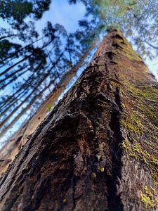 https://arauco.com/chile/wp-content/uploads/sites/14/2025/07/Genetica-Forestal-3-225x300.jpg