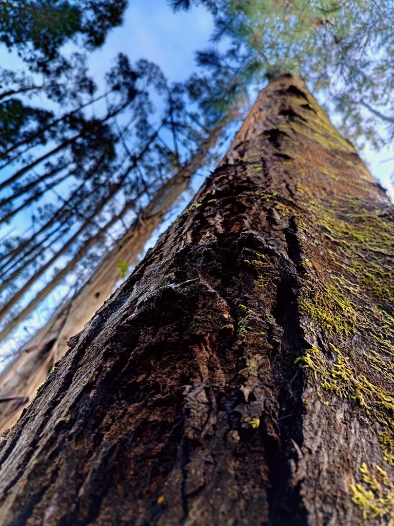 https://arauco.com/chile/wp-content/uploads/sites/14/2025/07/Genetica-Forestal-3-768x1024.jpg