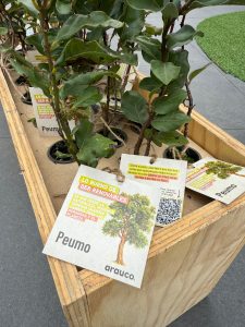 https://arauco.com/chile/wp-content/uploads/sites/14/2025/07/WhatsApp-Image-2025-06-30-at-9.46.42-AM-1-225x300.jpeg