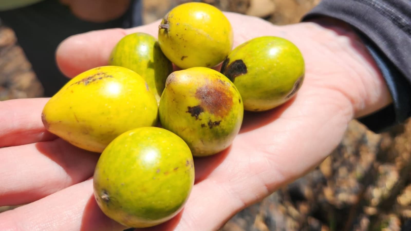 El queule: los esfuerzos por salvar a esta especie endémica afectada por los incendios en Biobío
