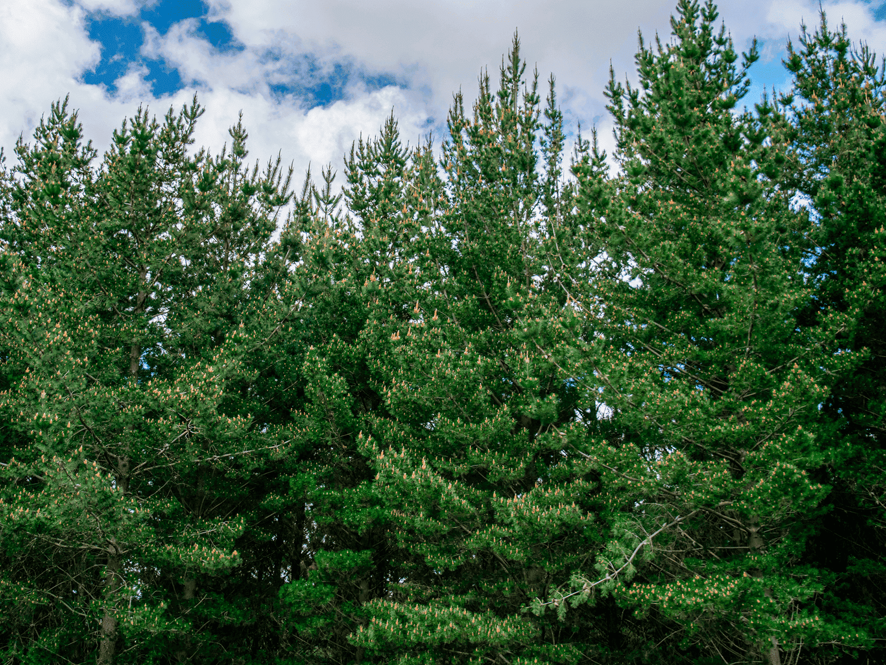 Reglamento Europeo sobre Deforestación (EUDR)