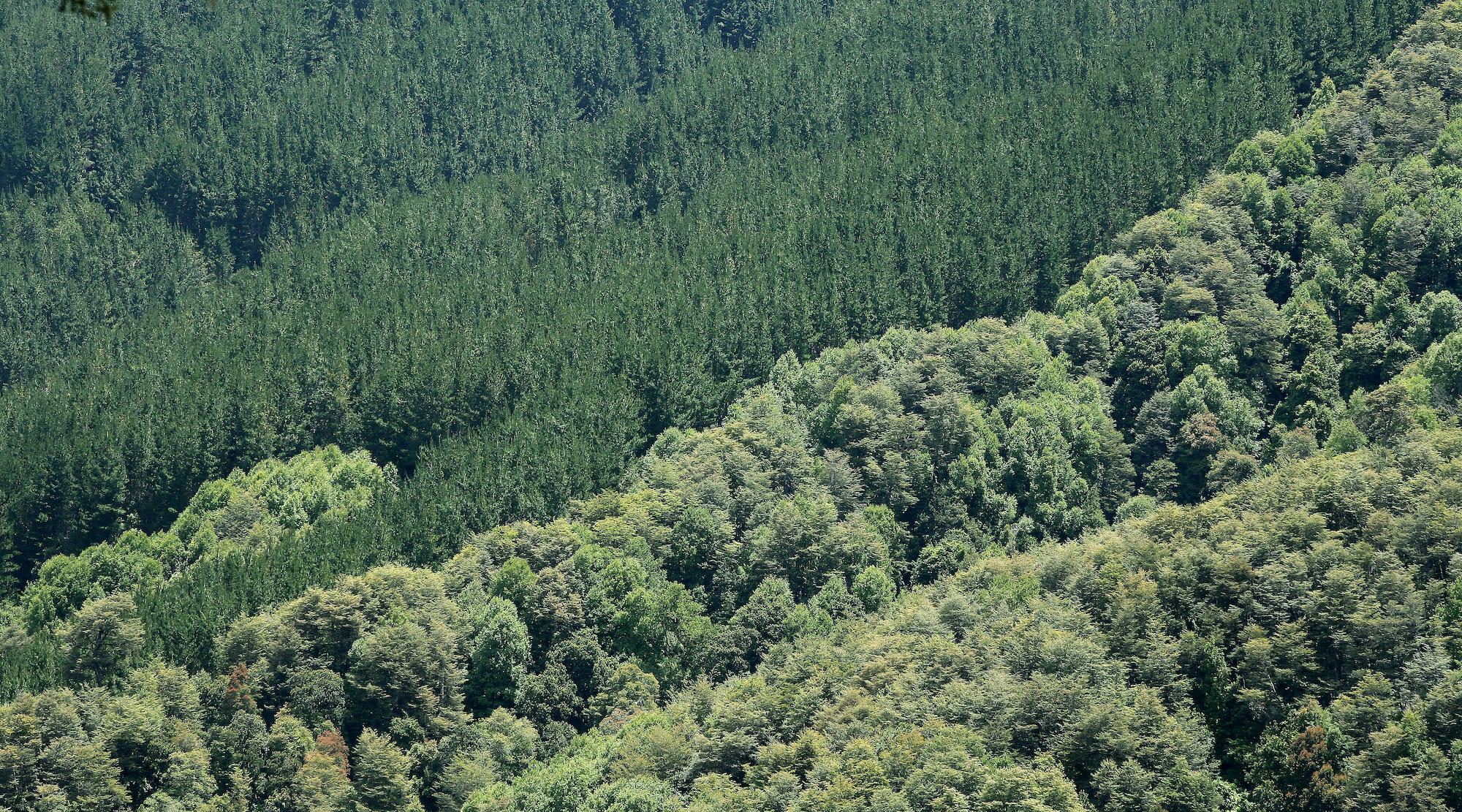 [:es]ARAUCO se convierte en la primera empresa forestal de Chile y la segunda en latinoamérica en ser TNFD Adopter [:] [:en]ARAUCO becomes the first forestry company in Chile and the second in Latin America to become a TNFD Adopter[:] [:pb]ARAUCO torna-se a primeira empresa florestal do Chile e a segunda da América Latina a ser TNFD Adopter[:]
